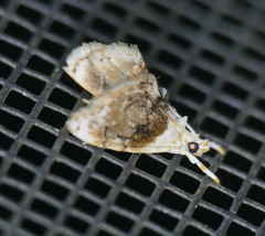 Lipocosma septa