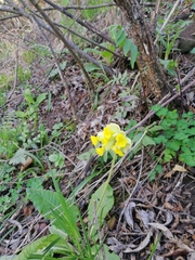 Primula veris macrocalyx