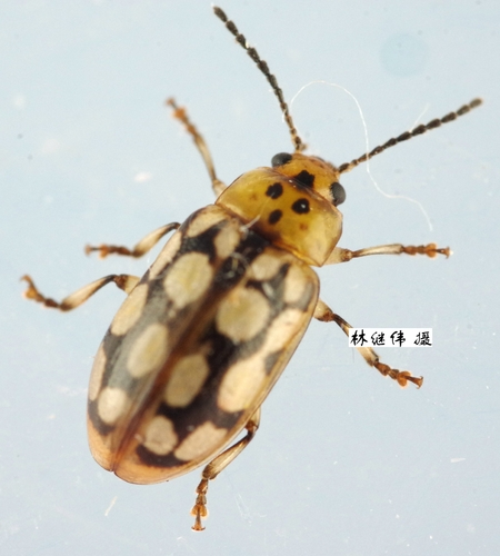 Phola octodecimguttata