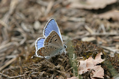 Polyommatus escheri