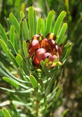 Protea acuminata