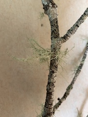 Usnea flavocardia