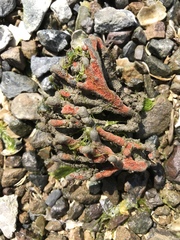 Clathria prolifera