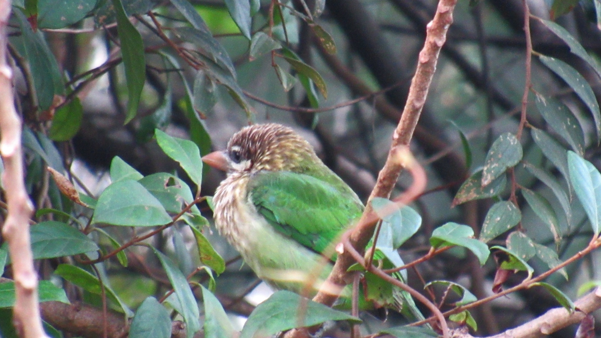 White-cheeked Barbet