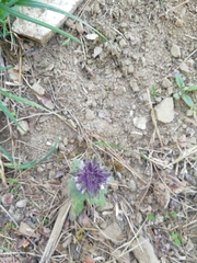 Ajuga orientalis