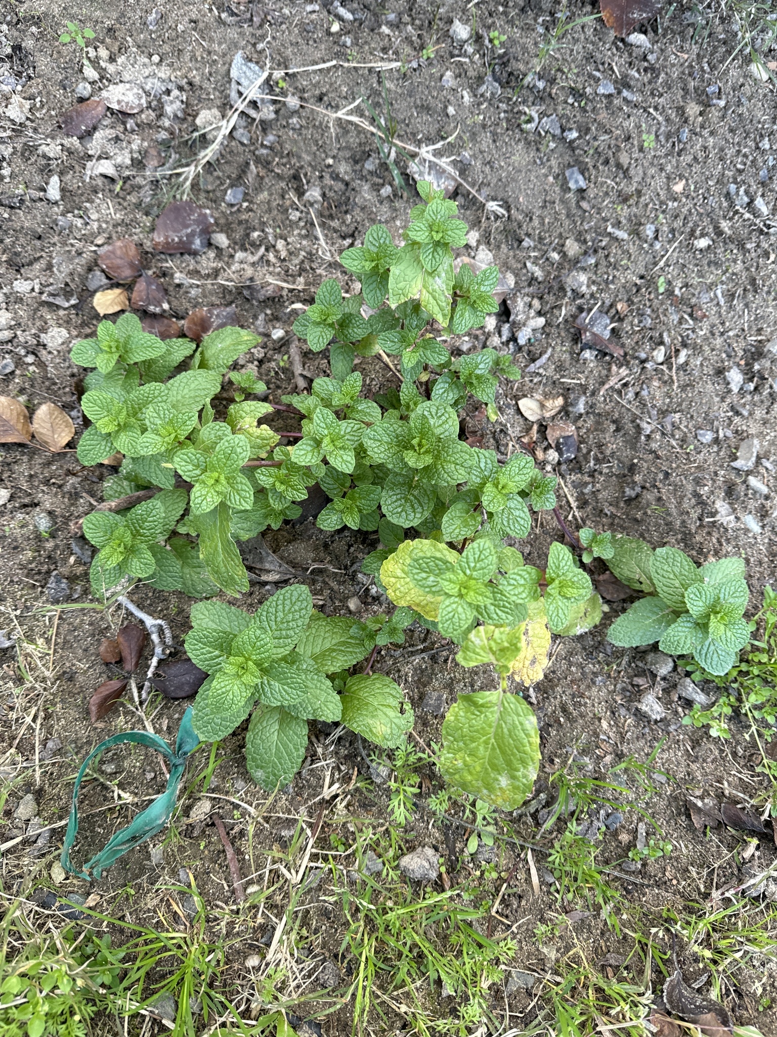 Imagem de Hortelã-verde