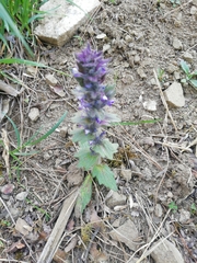 Ajuga orientalis