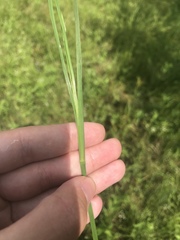 Sisyrinchium albidum
