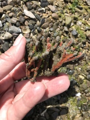 Clathria prolifera