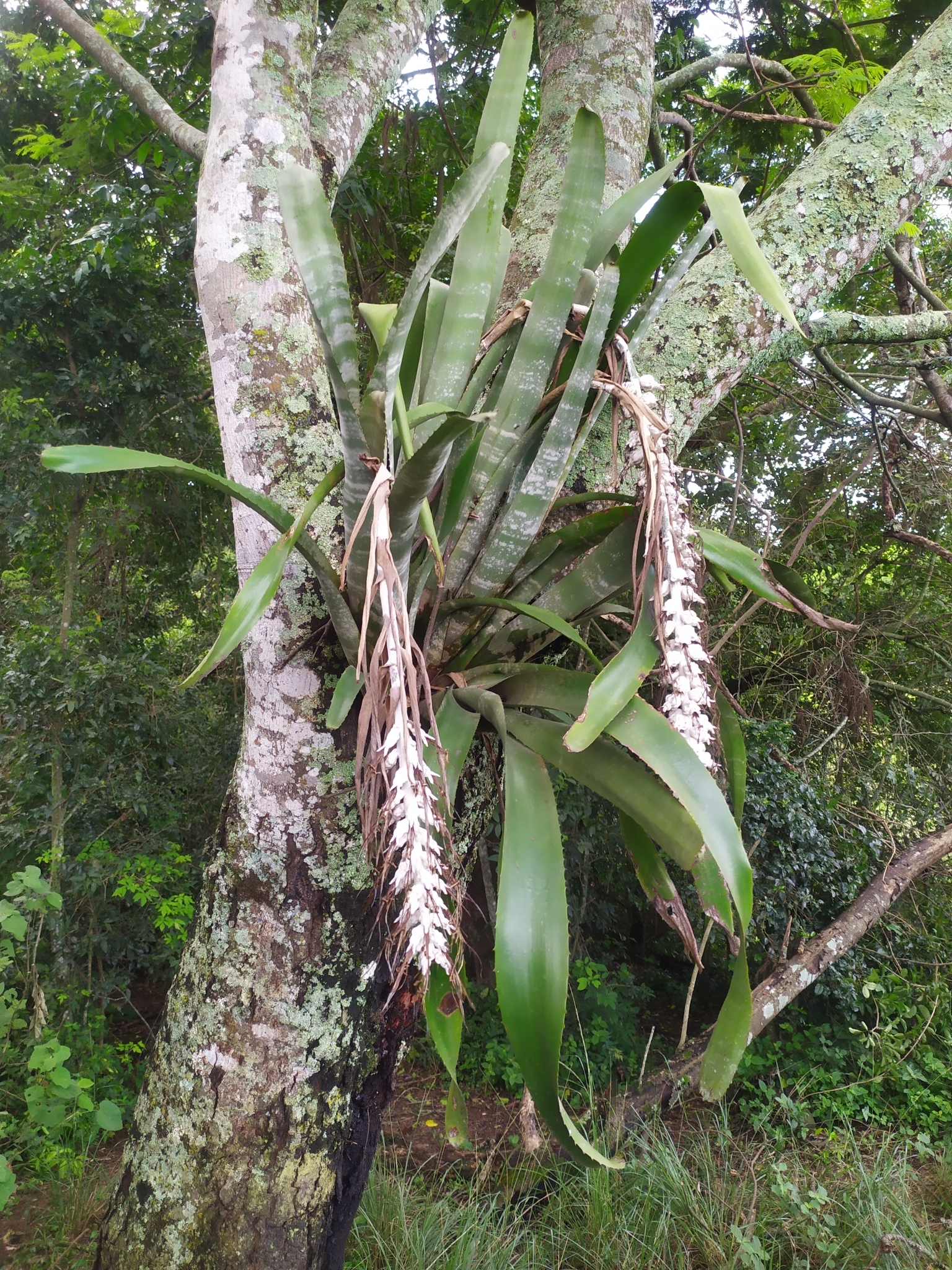 Imagem de Bilbergia-zebrina