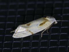 Aethes seriatana