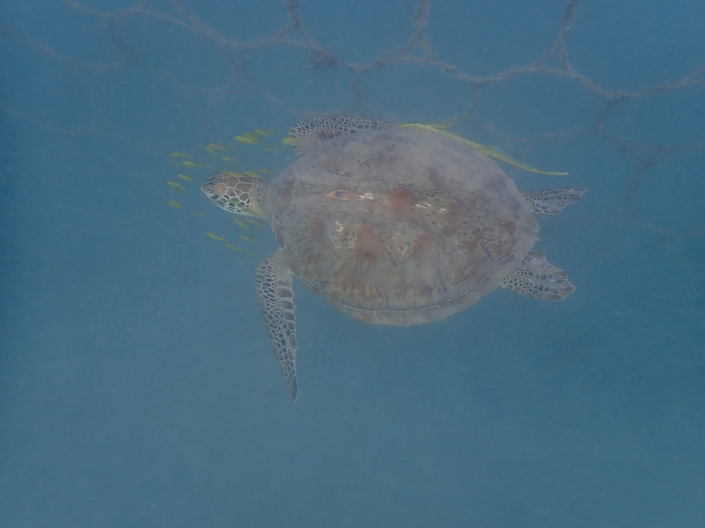 Green Sea Turtle In January 2024 By Afguemas Se Nomme Aline   Large 