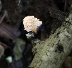 Xylaria flabelliformis