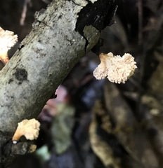 Xylaria flabelliformis