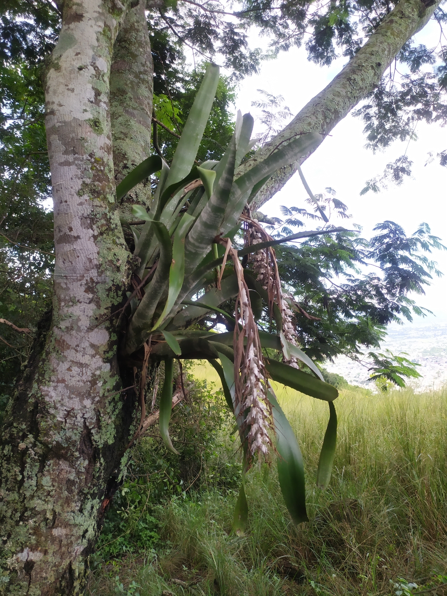 Imagem de Bilbergia-zebrina