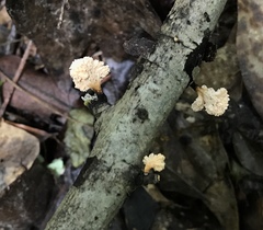 Xylaria flabelliformis