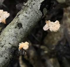 Xylaria flabelliformis
