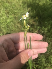 Sisyrinchium albidum