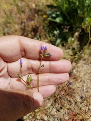 Gilia sinuata