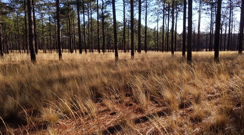 pineland threeawn (Aristida stricta)