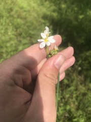 Sisyrinchium albidum