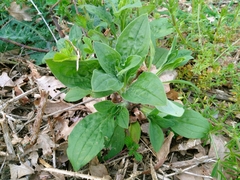 Behenantha