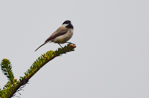 Sichuan Tit (Poecile weigoldicus), photo 7