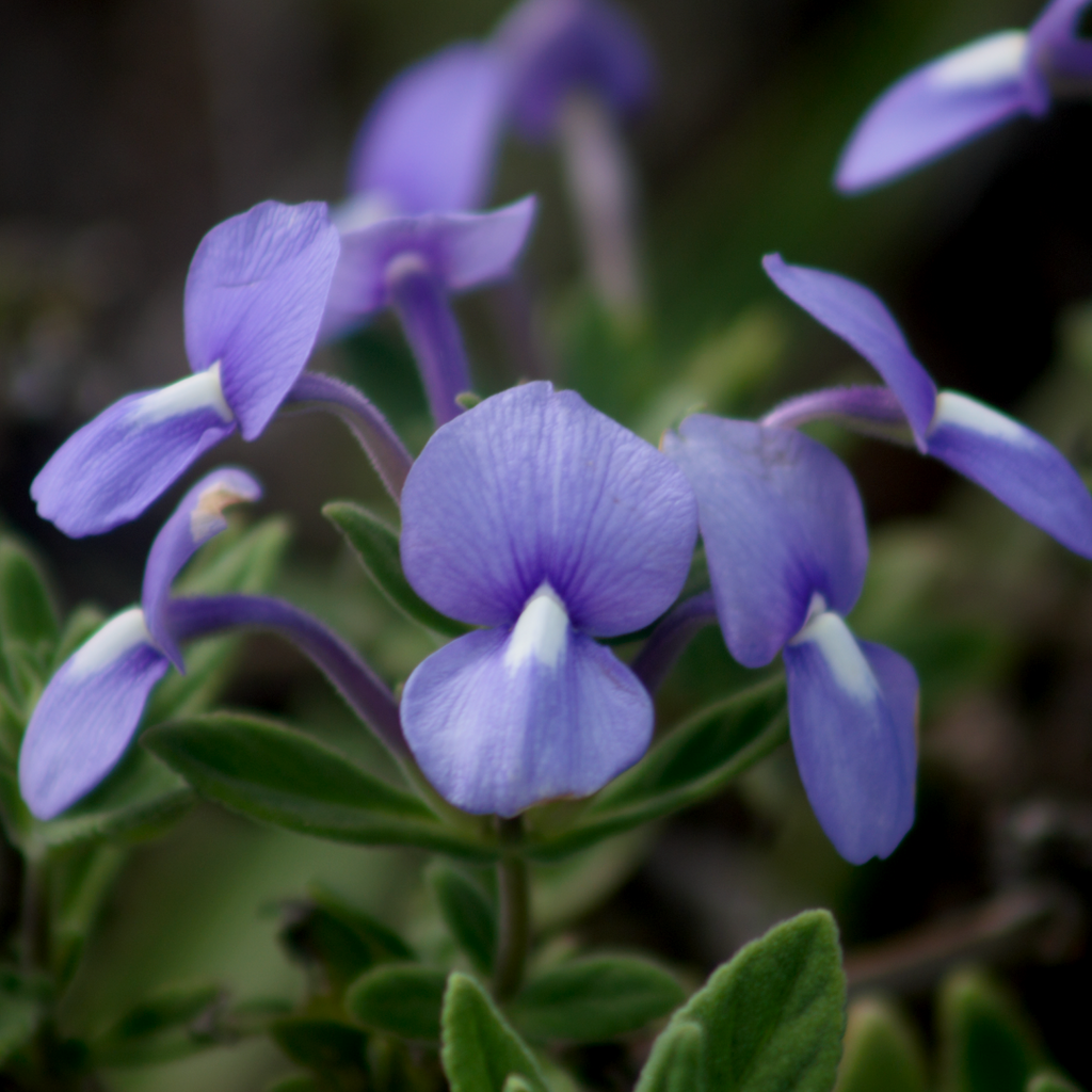 Matourea azurea