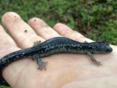 Aneides klamathensis