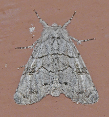 Charadra dispulsa