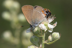 Satyrium acaciae