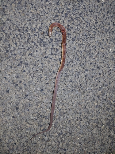 Mulga Snake sighting