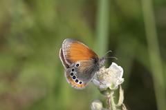 Coenonympha glycerion iphioides