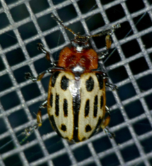 Chrysomela texana