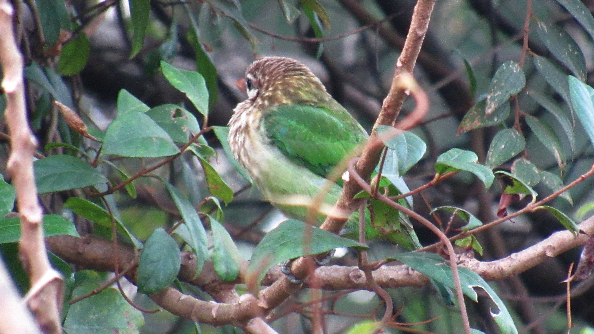 White-cheeked Barbet