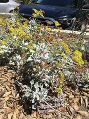 Eriogonum crocatum
