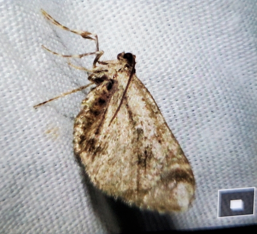 Stamnodes albiapicata