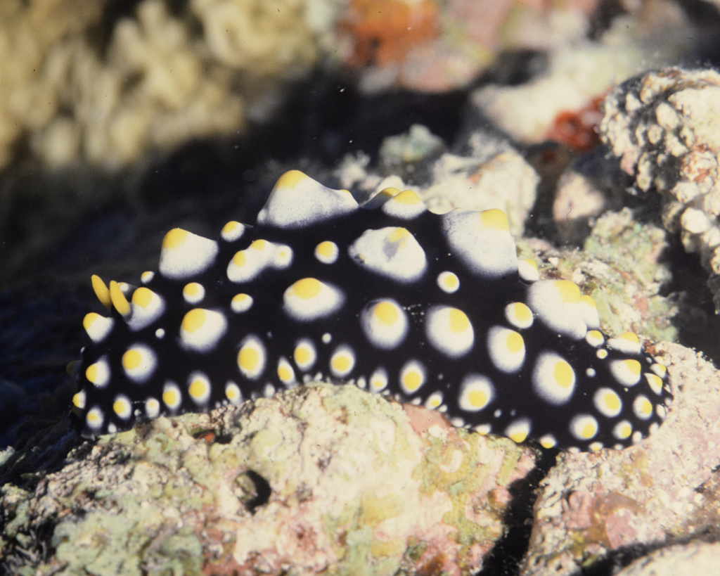 Phyllidia carlsonhoffi