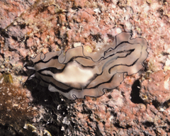 Pseudobiceros gratus