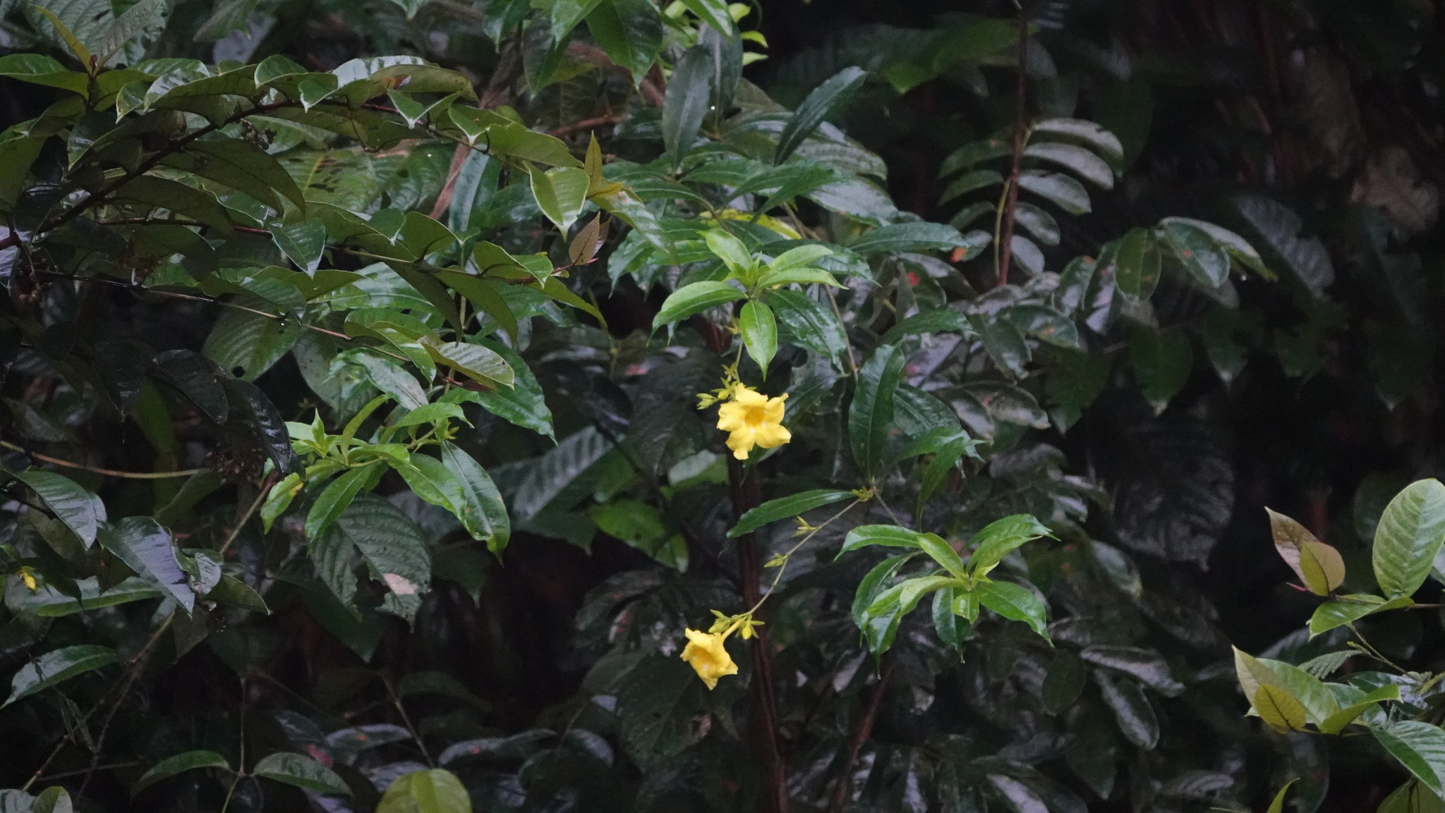 Imagem de Alamanda