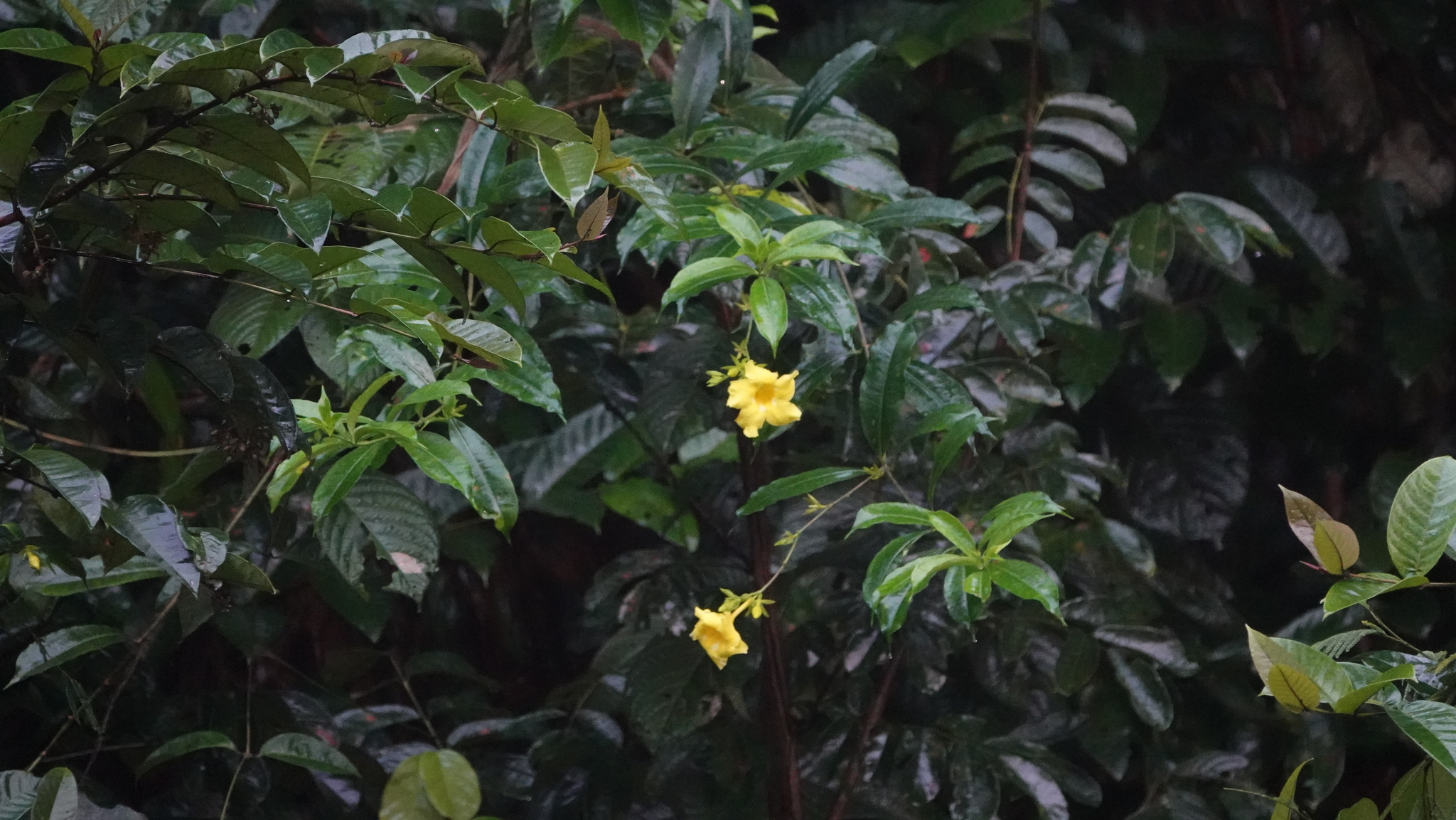 Imagem de Alamanda
