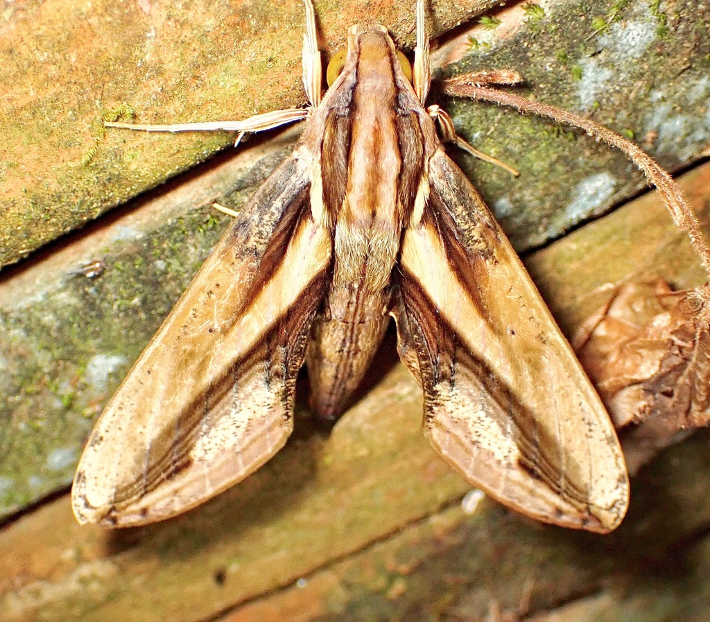 Xylophanes xylobotes