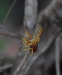 Scolopendra alternans
