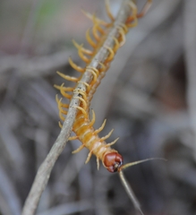 Scolopendra alternans