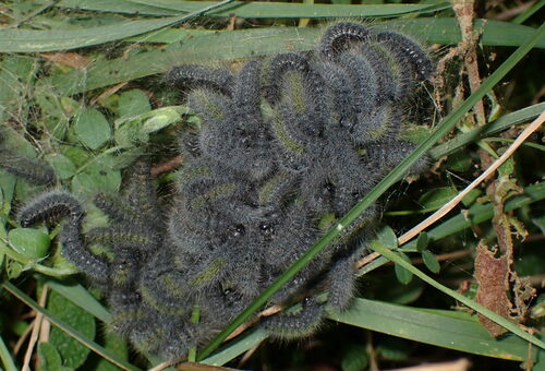 Thaumetopoea herculeana