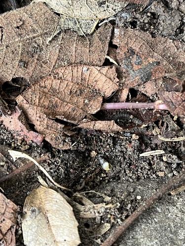 Subulinidae observed 2024-01-21