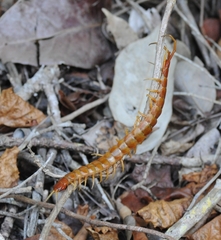 Scolopendra alternans