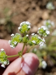 Cryptantha pterocarya