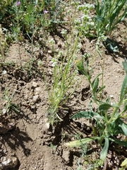 Cryptantha pterocarya