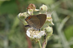 Satyrium acaciae
